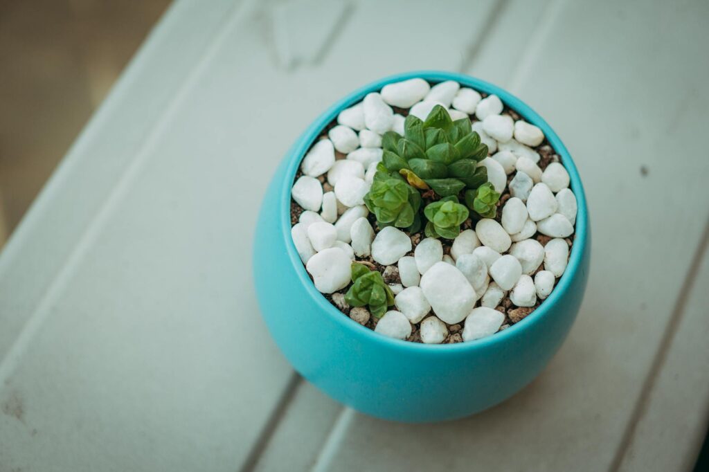 Close-up of a houseplant sitting above a pebble tray with water below the stones