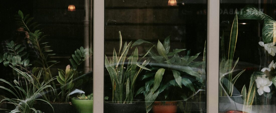 Best Apartment Plants for People Who Forget to Water