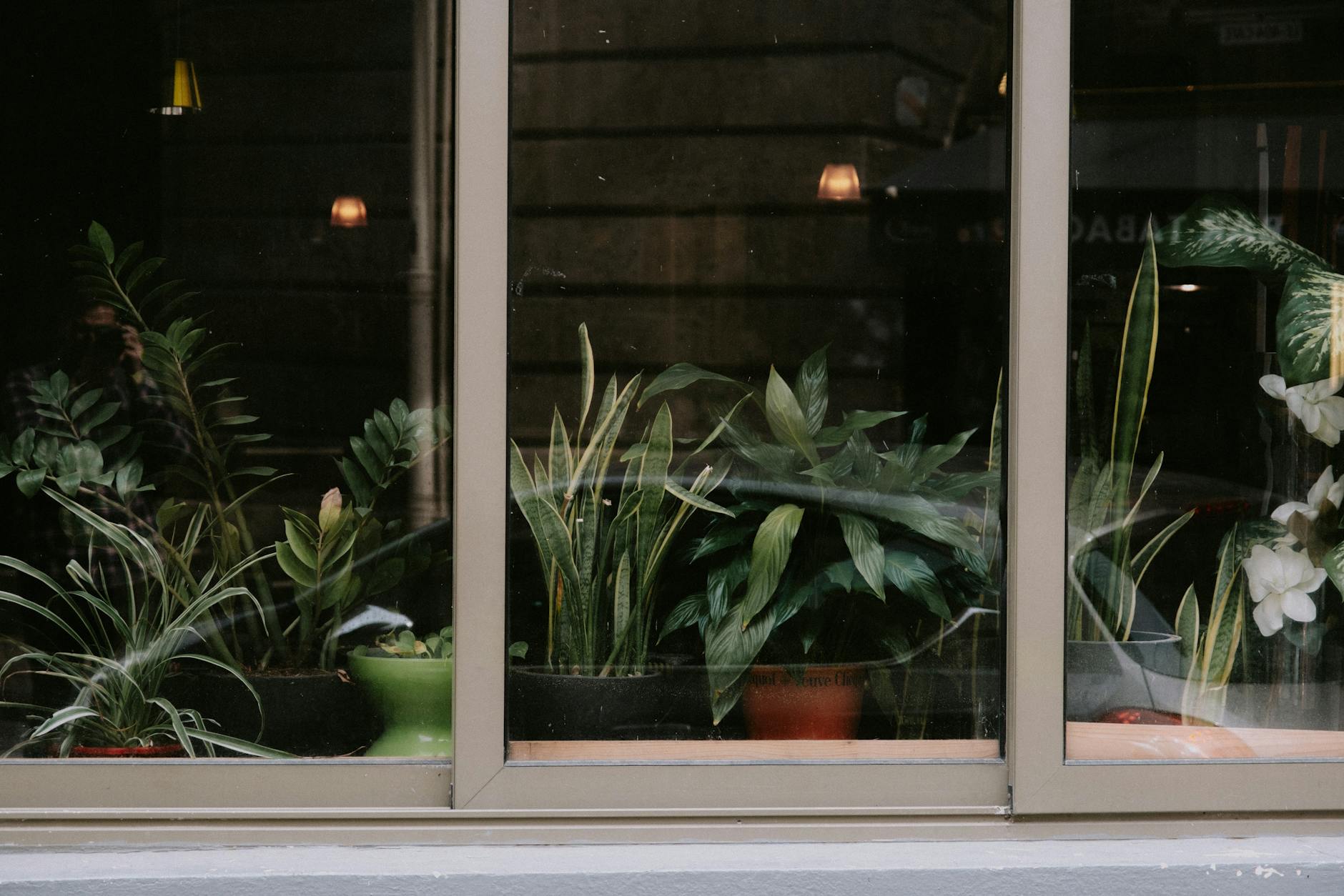 Best Apartment Plants for People Who Forget to Water
