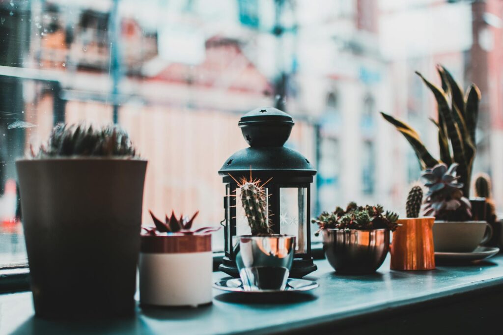 Several indoor plants near an apartment window with a small grow bulb supplementing natural light.