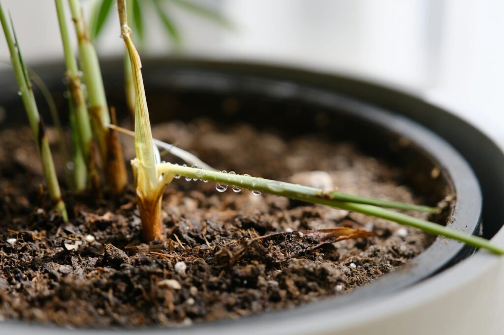 A hand pressing into potting mix to check moisture in an indoor plant