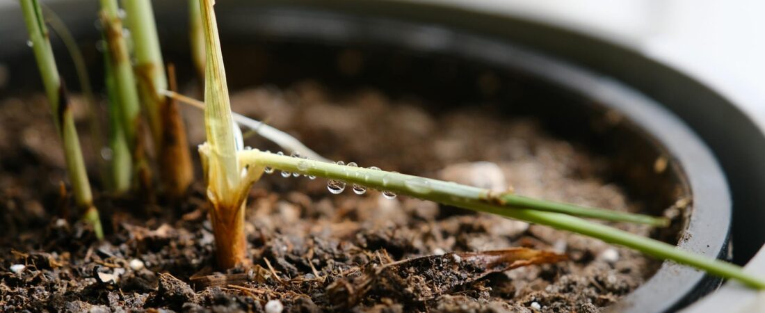 How to Tell If Your Plant Needs Water or Better Drainage