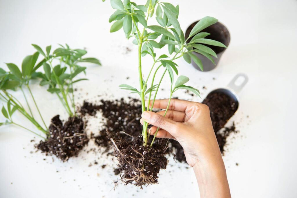 Close-up of a plant root ball during repotting, showing the contrast between healthy light roots and damaged dark roots.