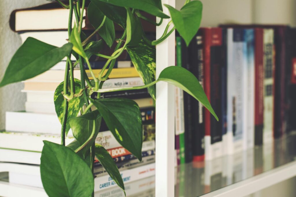 Snake plant and pothos placed on an apartment shelf away from a heater
