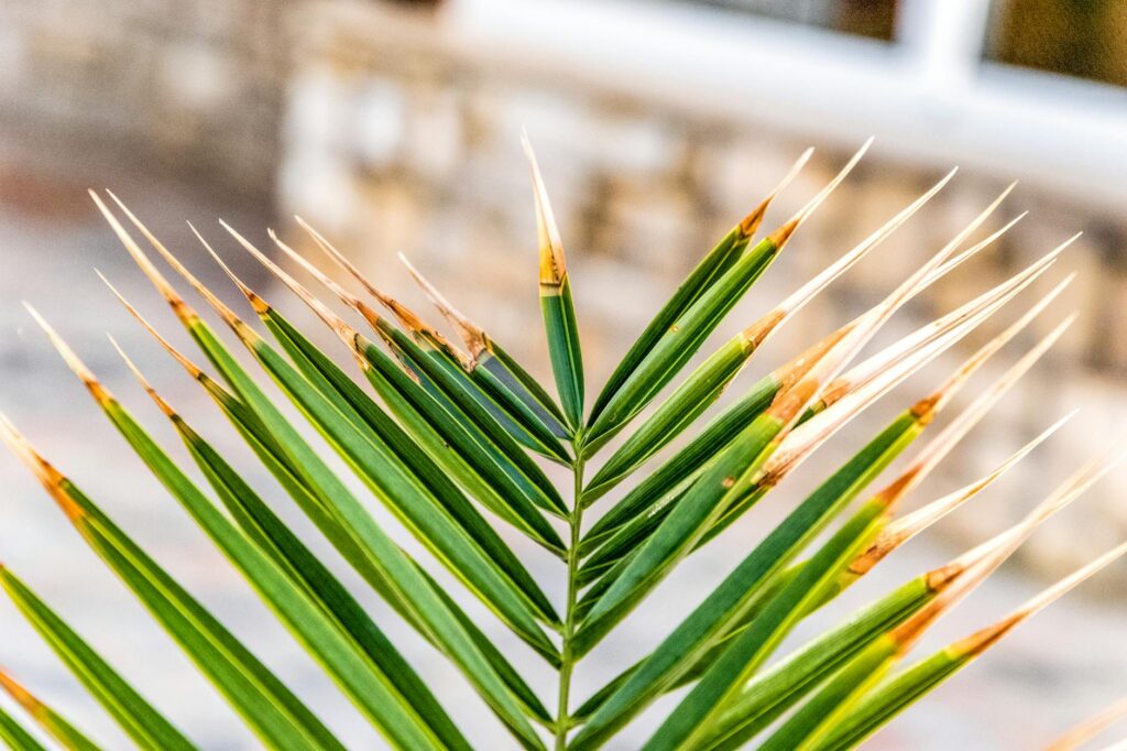 Close-up of a houseplant with brown leaf tips on a windowsill in an apartment