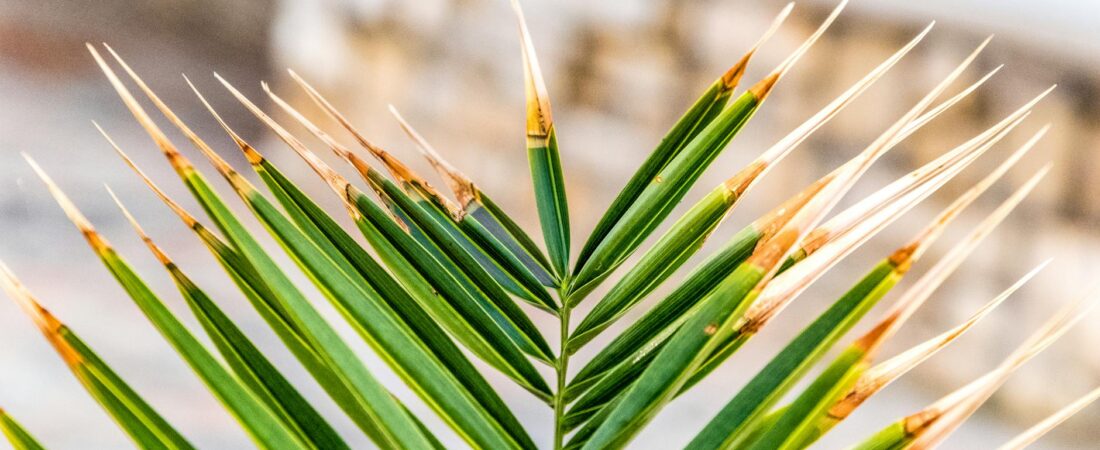 What Brown Leaf Tips Are Really Telling You About Your Apartment