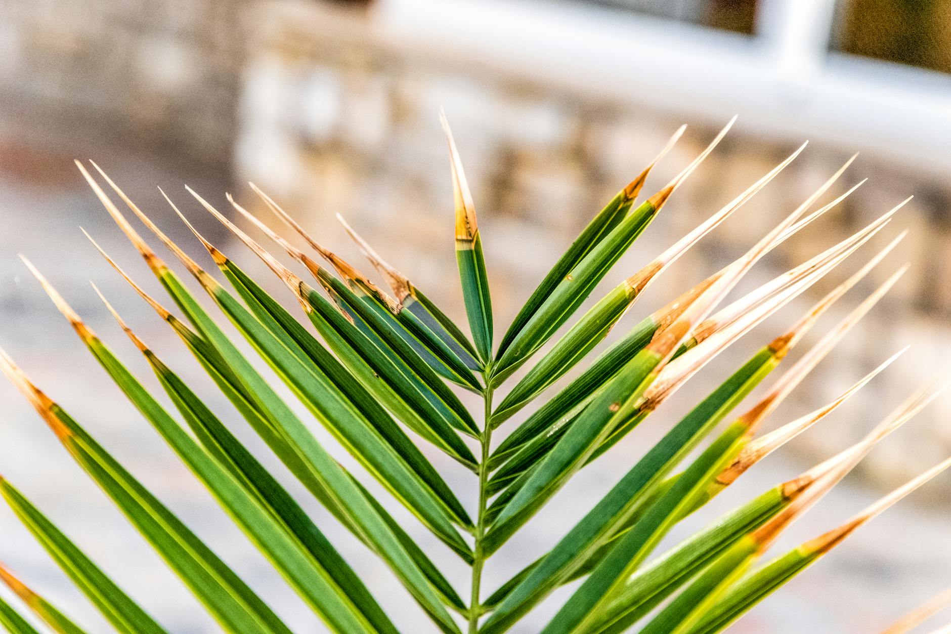 What Brown Leaf Tips Are Really Telling You About Your Apartment