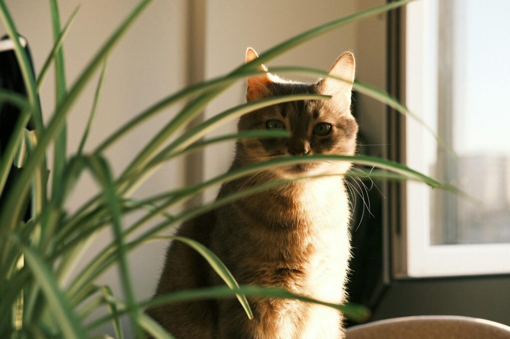 A spider plant near an apartment window in a simple ceramic pot.