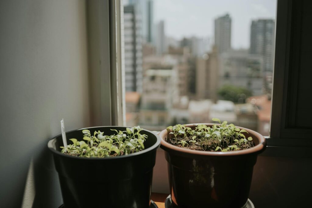 A notebook and light meter beside small potted plants near an apartment window