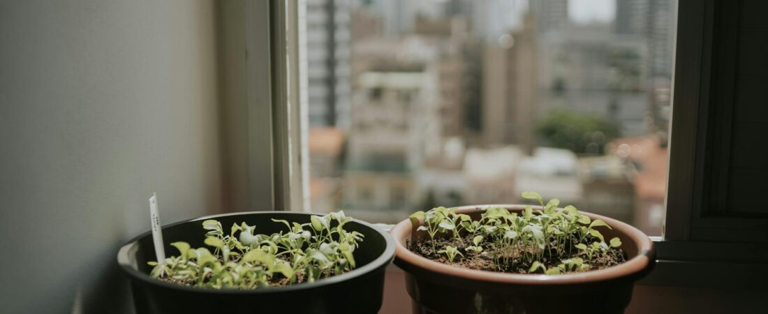 The 7-Day Apartment Light Audit: How to Know Exactly Where Your Plants Should Go