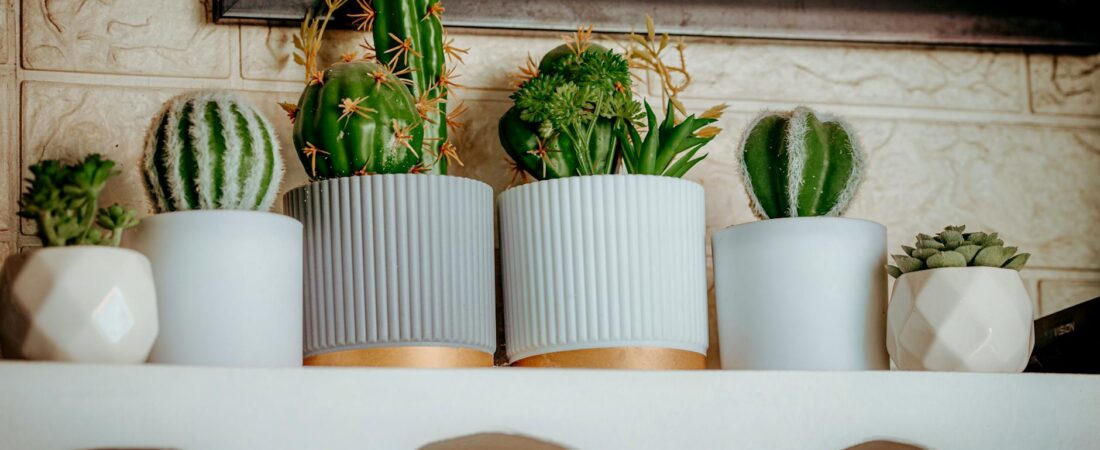 The No-Mold Humidity Plan for Houseplants in Small Apartments