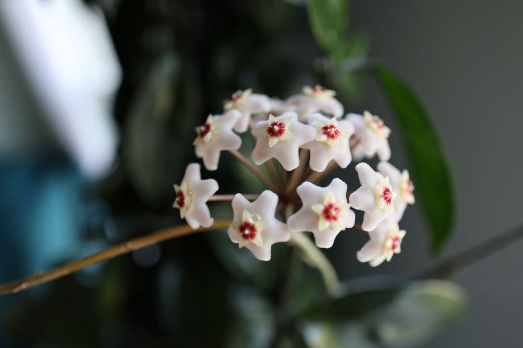 A Hoya trailing from a ceramic pot on a bookshelf.