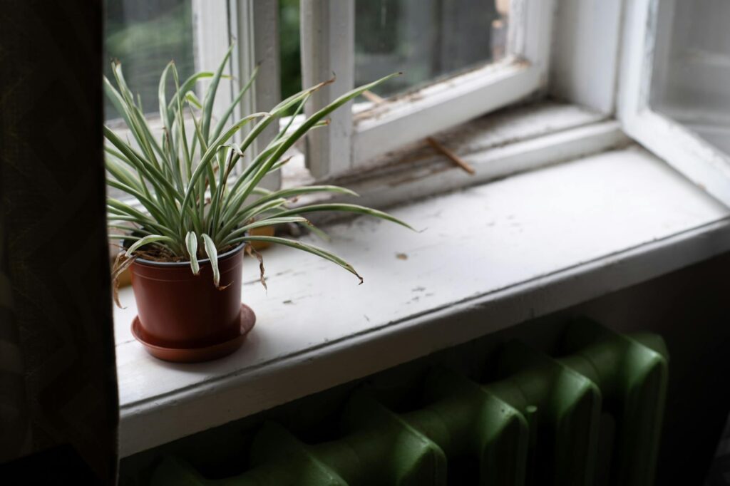 A spider plant and a foliage plant arranged neatly on a waterproof tray on a windowsill.