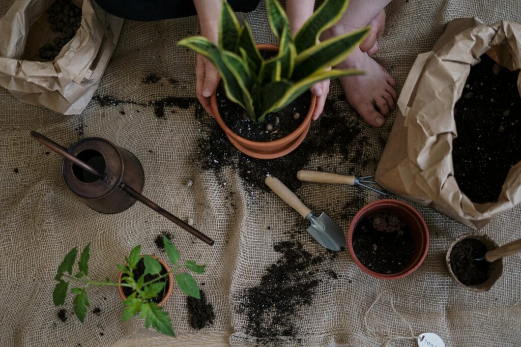 A houseplant in a plastic nursery pot being lifted out of a decorative planter with water pooled at the bottom.