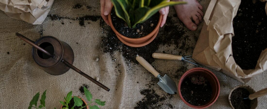 Why Your Indoor Plants Keep Dying Even When You Water Them