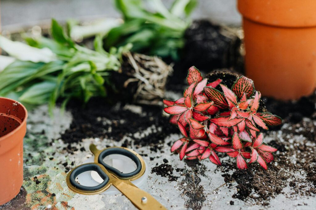 A houseplant in a plastic nursery pot being removed from a ceramic cachepot at a sink