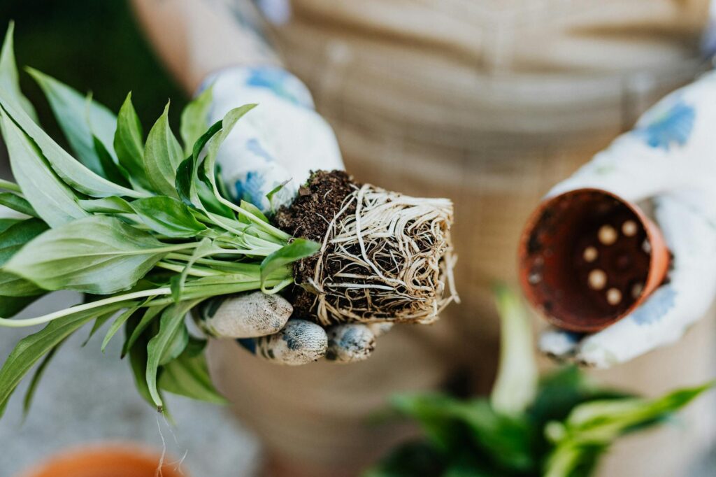 A repotting workspace with fresh mix, a small pot, and exposed houseplant roots