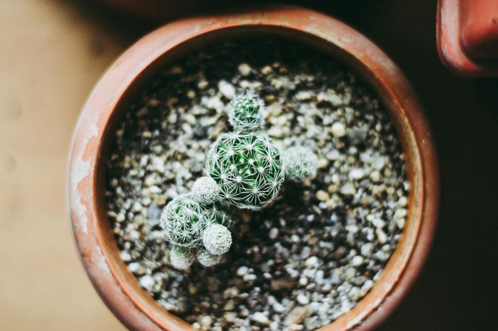 White mineral residue on potting soil and the rim of a plant pot