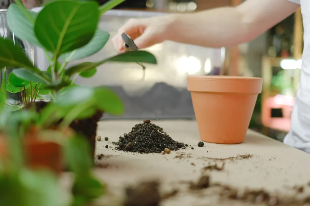 A person checking potting mix moisture with a finger in a houseplant pot