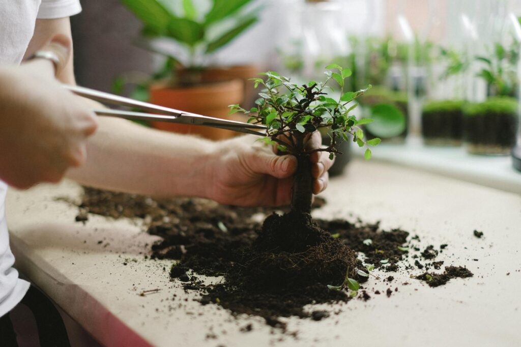 A tidy beginner plant setup with a small houseplant, saucer, potting mix, and scissors on a table.