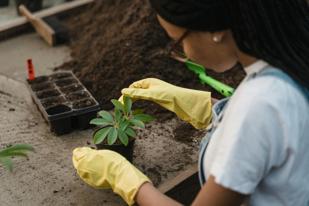 A hand checking the top layer of soil in a potted houseplant before watering.