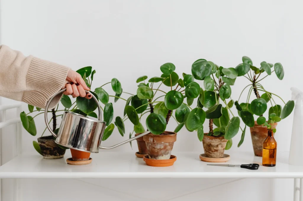 A houseplant draining in a sink after watering before being returned to its planter