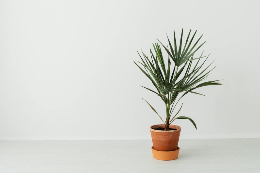 Several indoor plants in different pot types on a shelf in an apartment