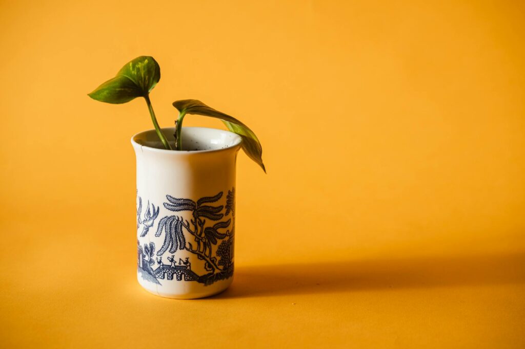 A bookshelf with a pothos vine in a basic pot and a few plant care supplies nearby.