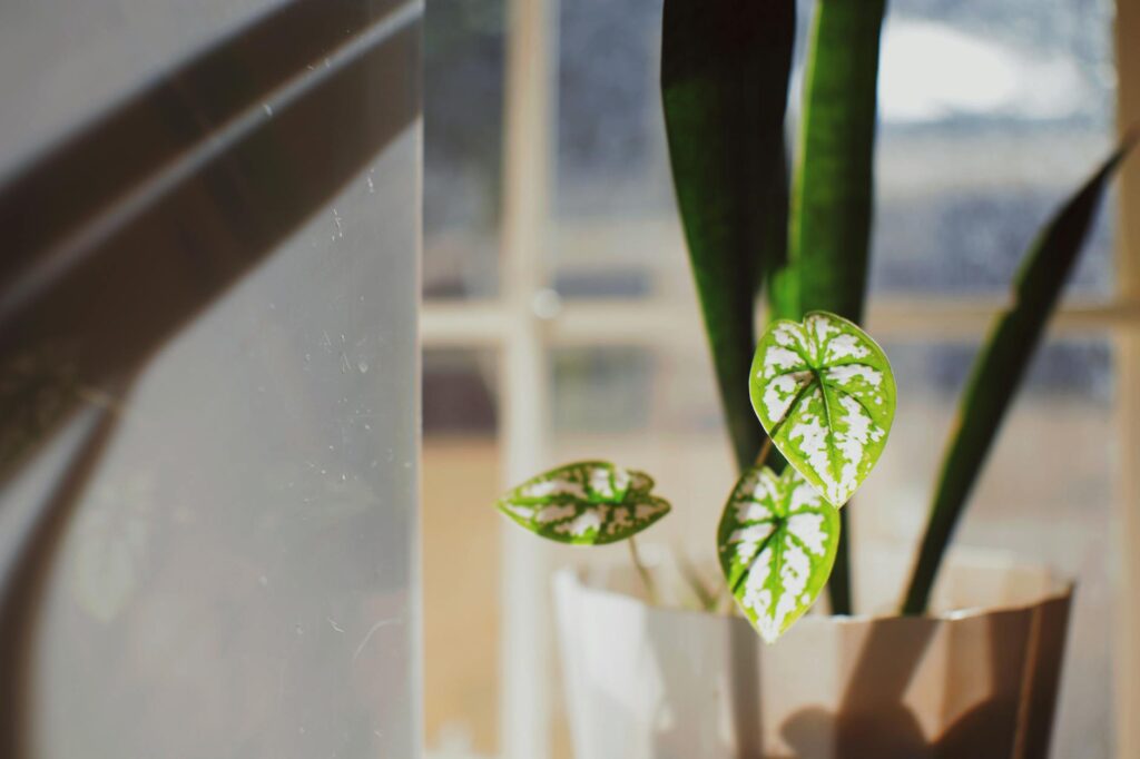 A single houseplant isolated on a tray with a sticky trap and magnifying glass in a small apartment corner