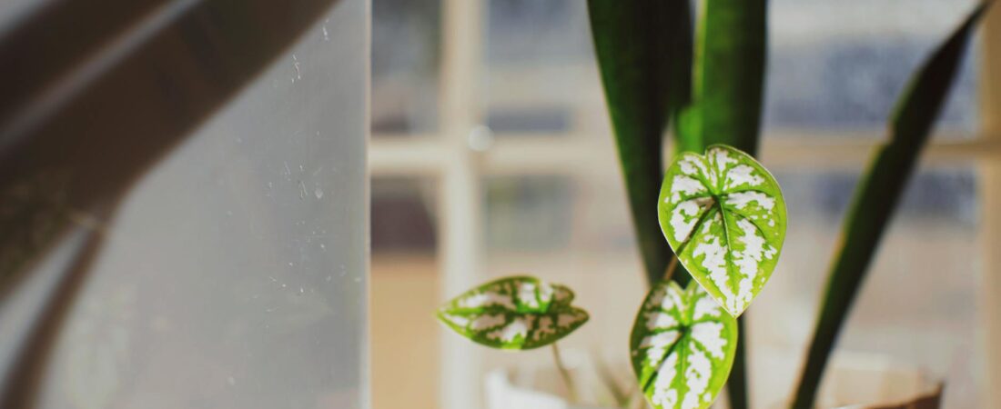 The Tiny-Apartment Plant Quarantine Setup That Stops Pests Before They Spread