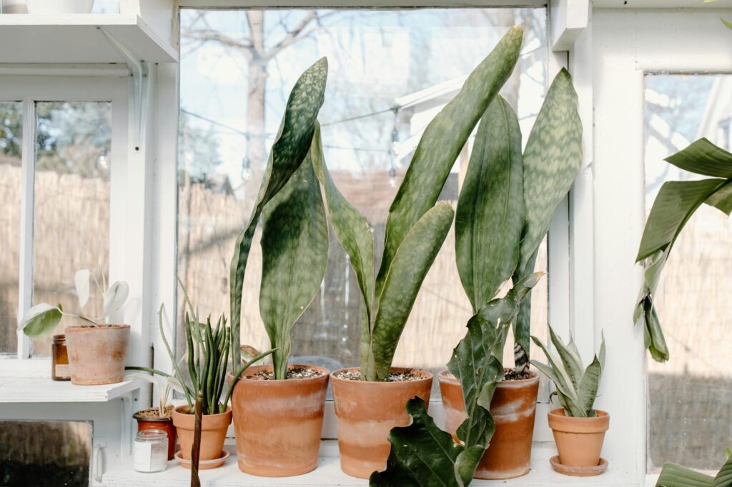 Two beginner-friendly houseplants on a bright apartment windowsill in simple pots with saucers.