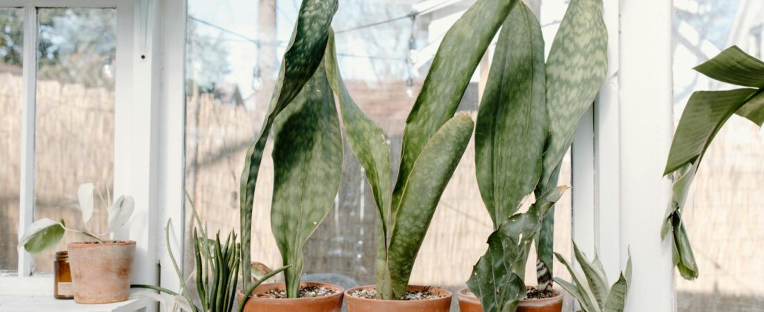 The Beginner Plant Setup That Makes Apartment Gardening Easier From Day One