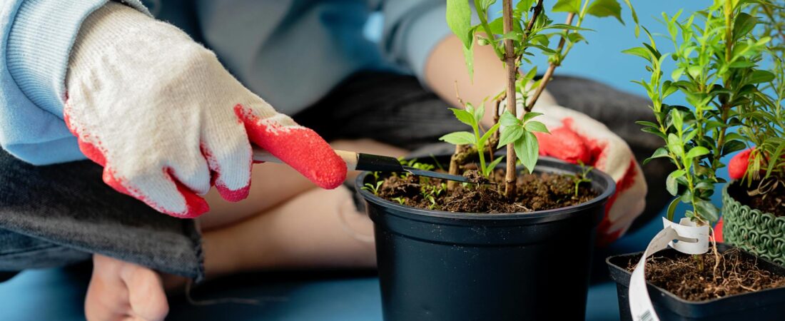 The Hidden Reason Fungus Gnats Keep Coming Back in Indoor Plants