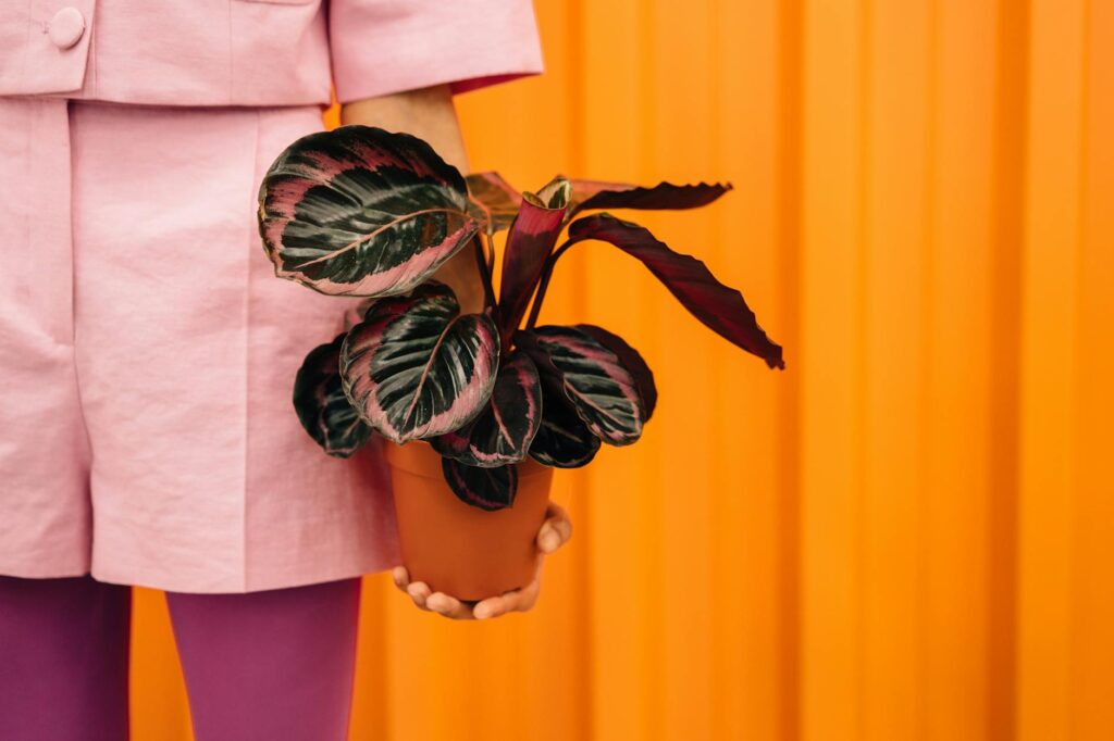 A calathea orbifolia with striped leaves on a credenza in a tidy apartment.