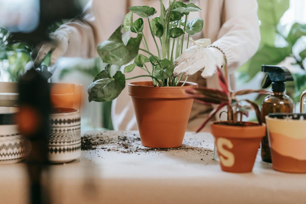 A person checking the soil of a small apartment houseplant before watering