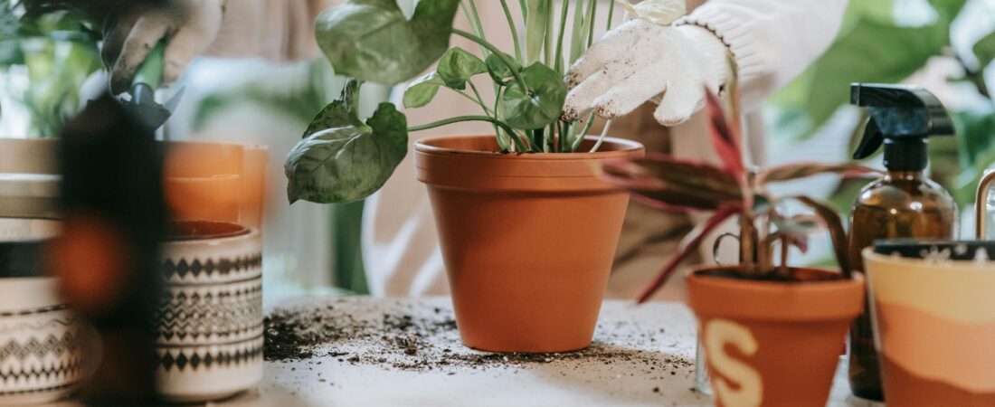 The Watering Schedule Trap That Slowly Kills Apartment Plants