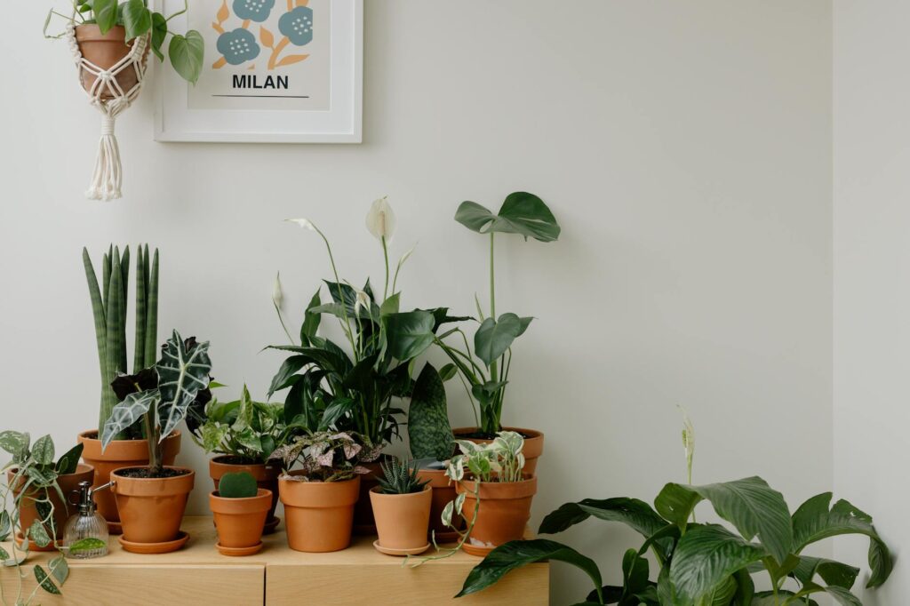 A small apartment corner with an upright plant on the floor and a trailing plant on a shelf near a softly lit window.