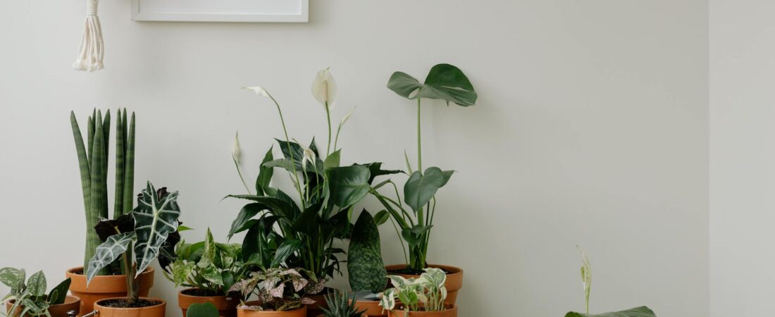 The Best Low-Light Plants for Apartments That Do Not Feel Like a Cave