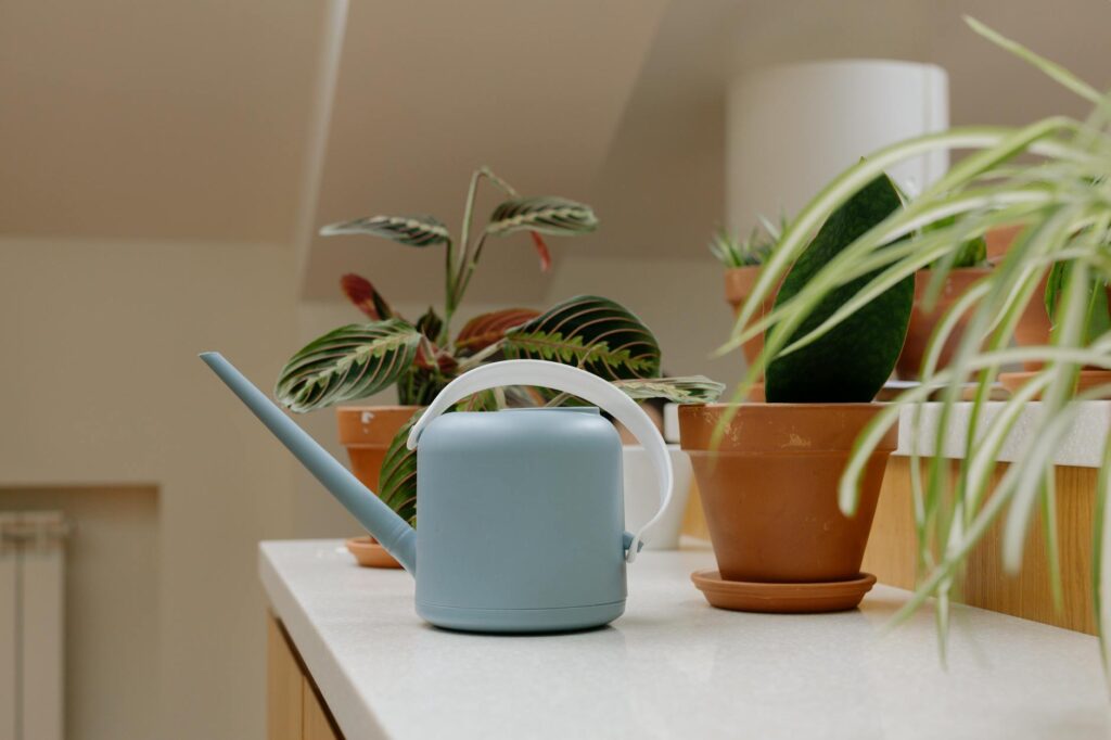A pothos with several yellow leaves on a shelf near a watering can