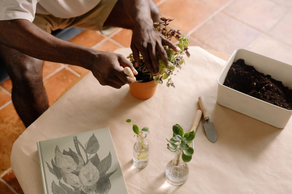 An isolated houseplant on a bathroom counter under a small grow bulb