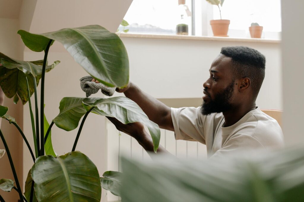 A close-up of someone inspecting the underside of plant leaves and cleaning dusty foliage.