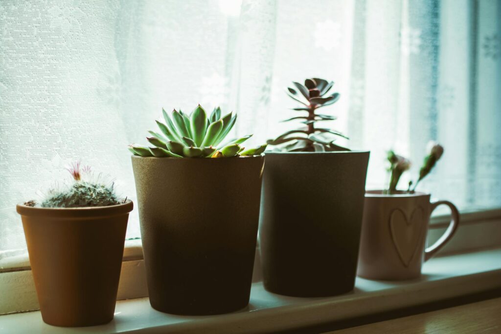 Houseplants arranged at different distances from a window in a small apartment