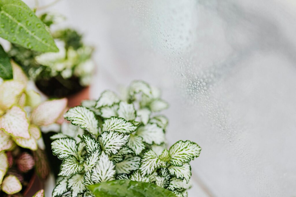 Hand checking soil moisture in a potted houseplant near a bright apartment window