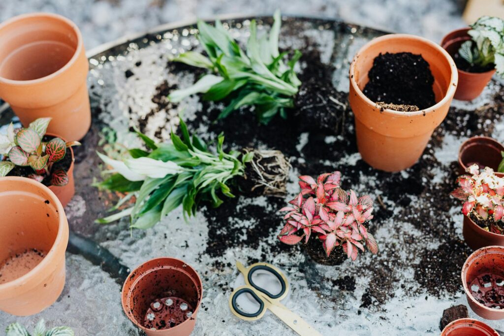 Indoor plant being repotted with roots exposed on a tidy work surface